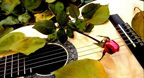 Guitar Lover - Guitar Romantic